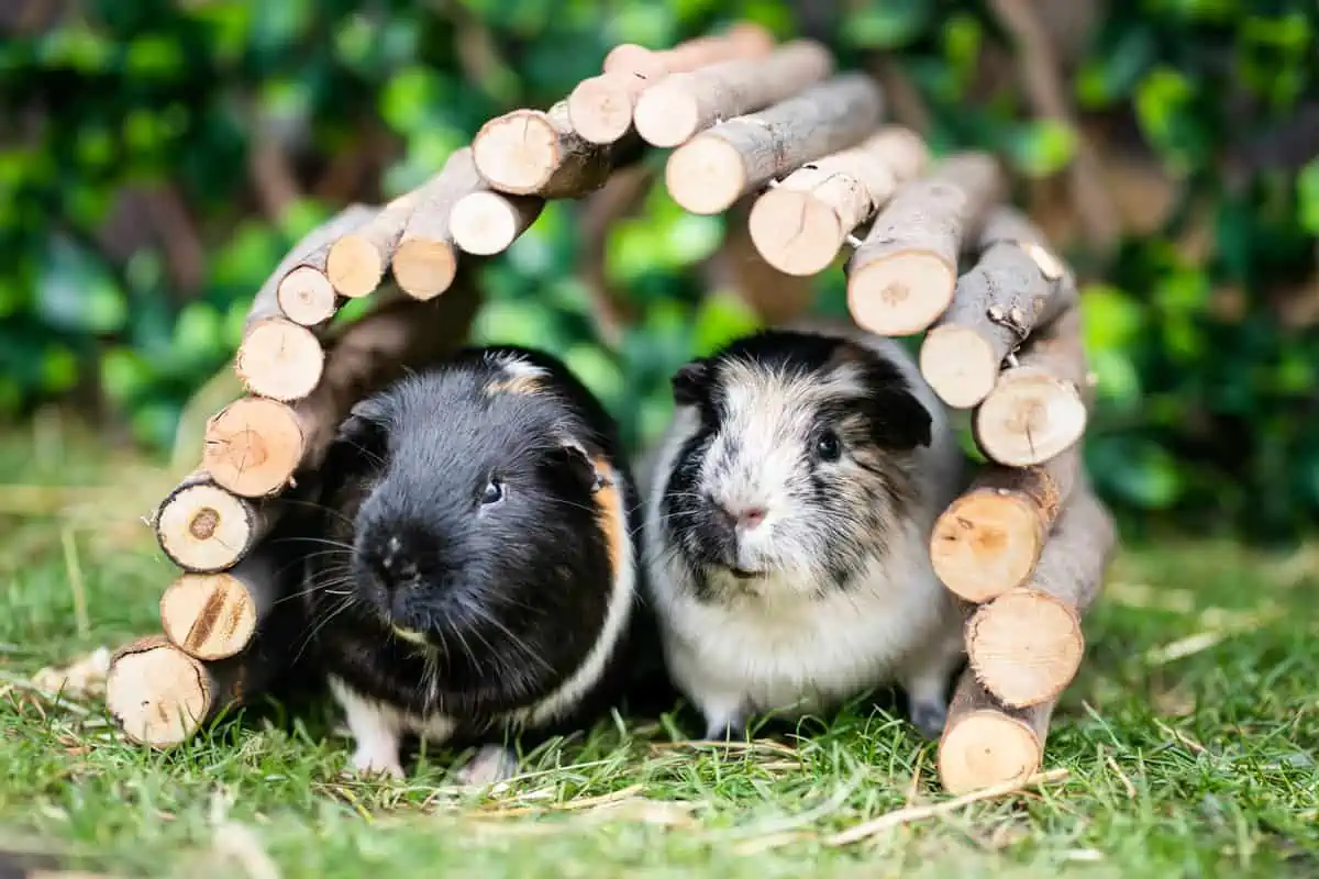 Outdoor guinea pig outlet house