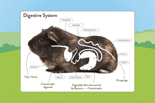 Guinea pig outlet dietary needs