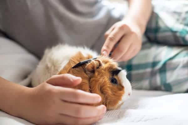 Guinea pig acting store lethargic