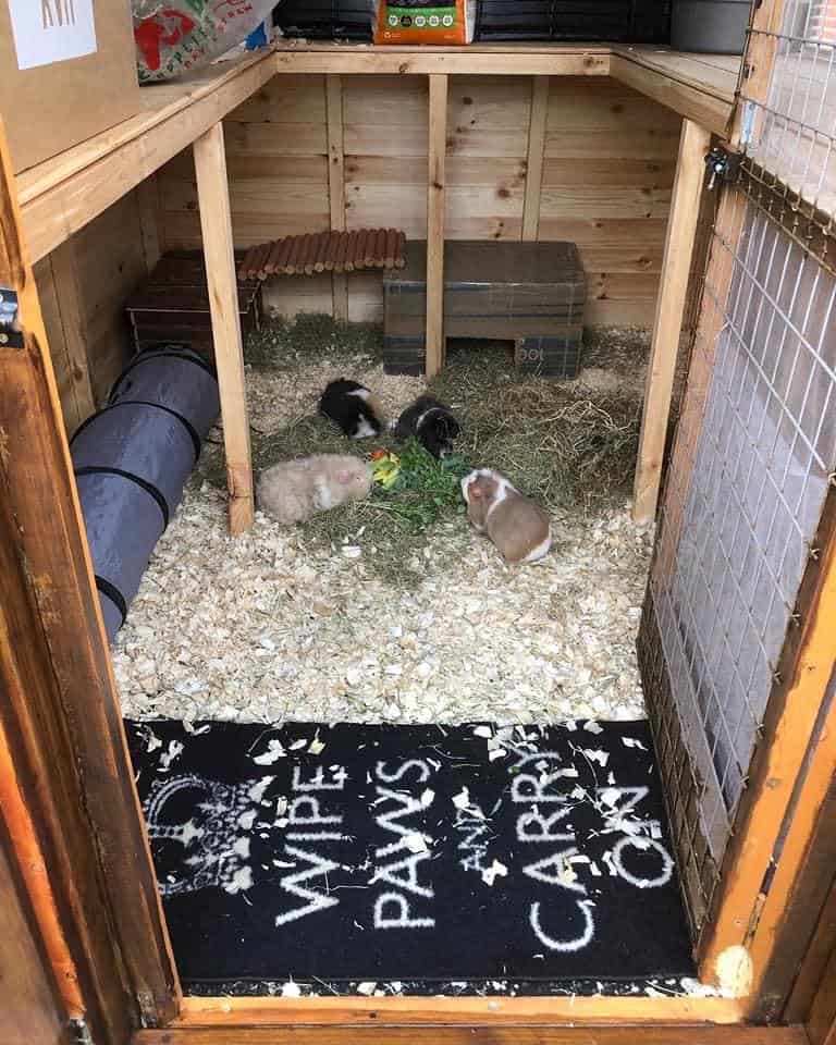 hay storage ideas for guinea pigs