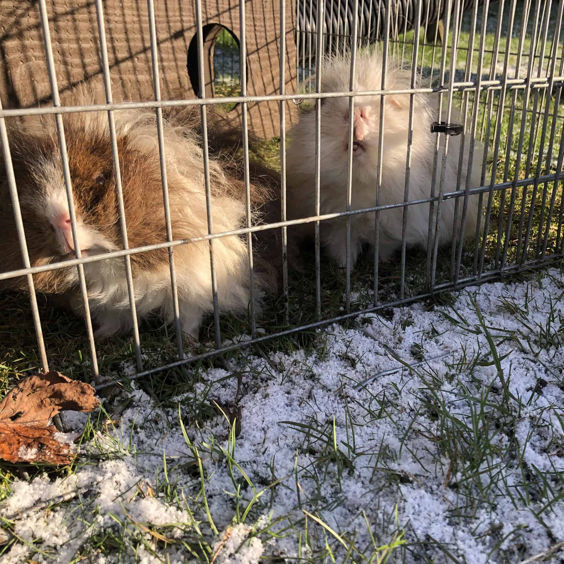 guinea pigs in frost