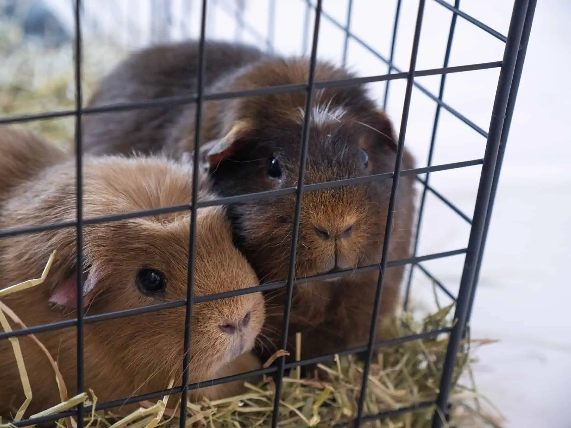 Guinea pig outlet in house