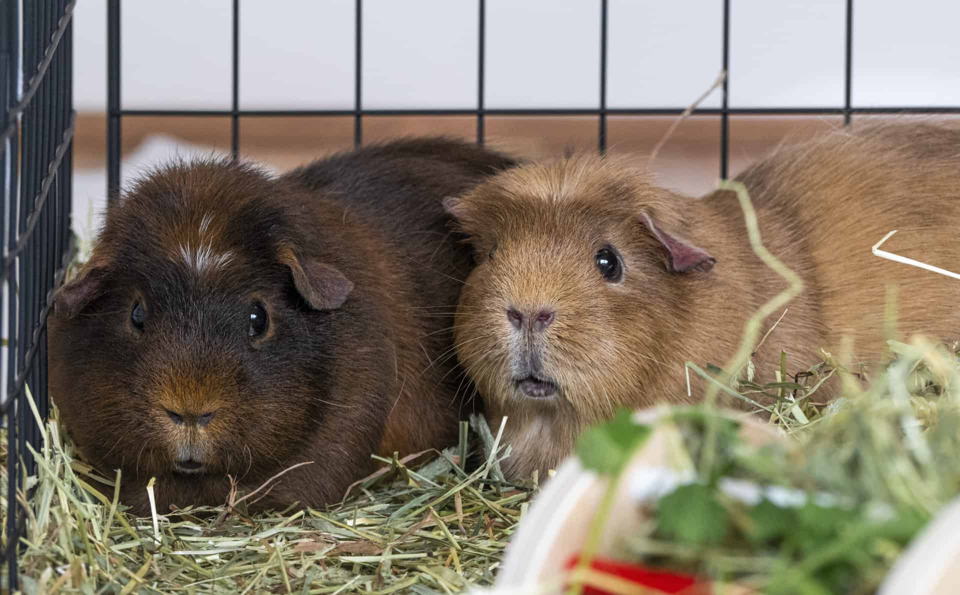 indoor guinea pigs