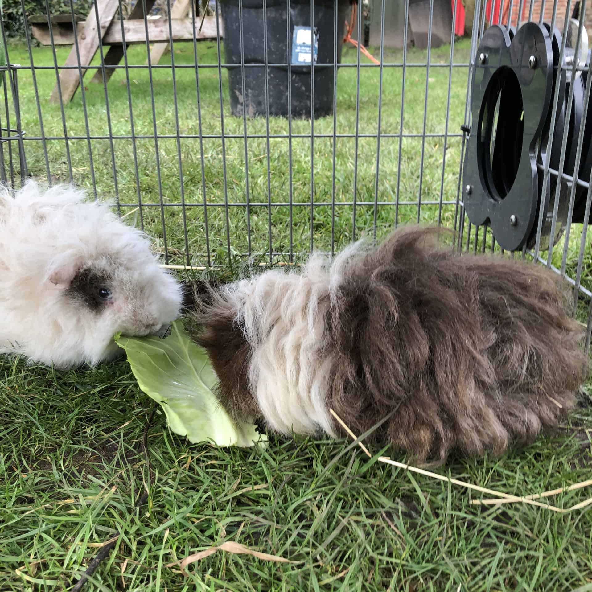 Housing our Runaround Guinea Pigs Outdoors