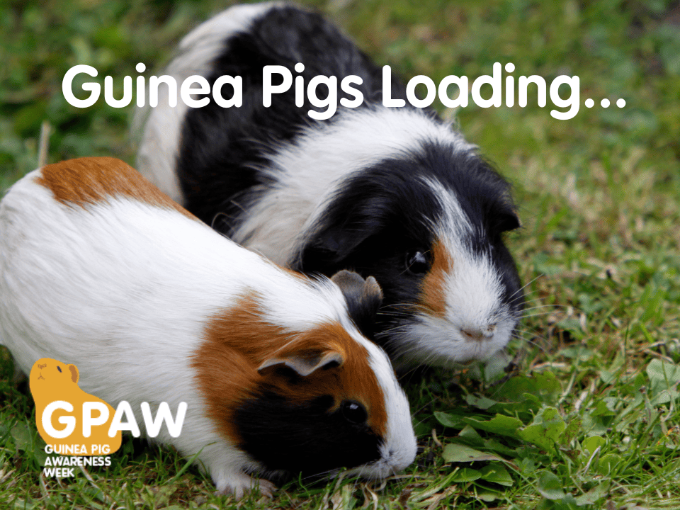 Adoption Guinea Pig Awareness Week Adoption Guinea Pig Awareness Week